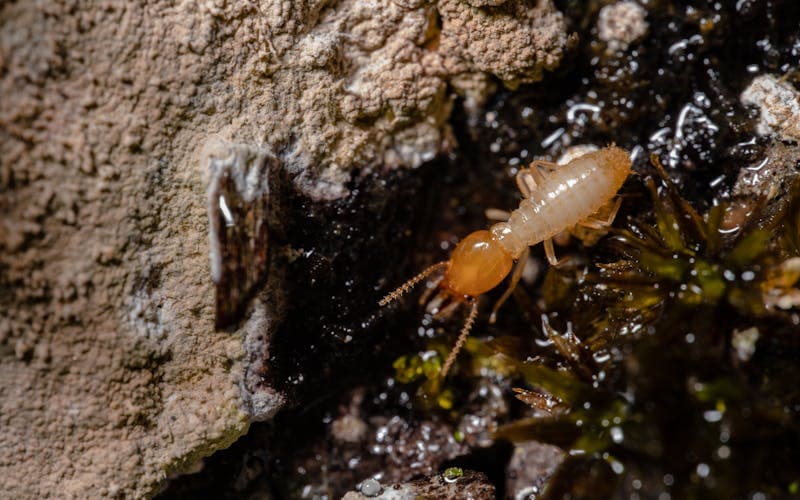 Essaimage des termites en Gironde : que faire au printemps ?