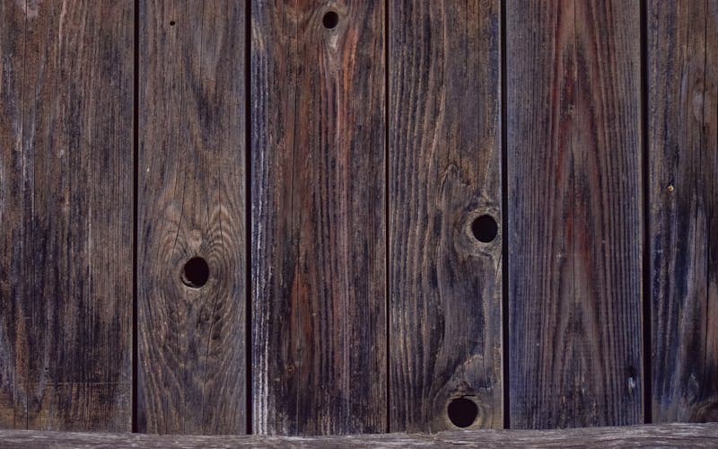 Vrillettes du bois : identifier et éliminer ces insectes discrets