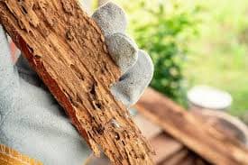 Diagnostic et prévention bois