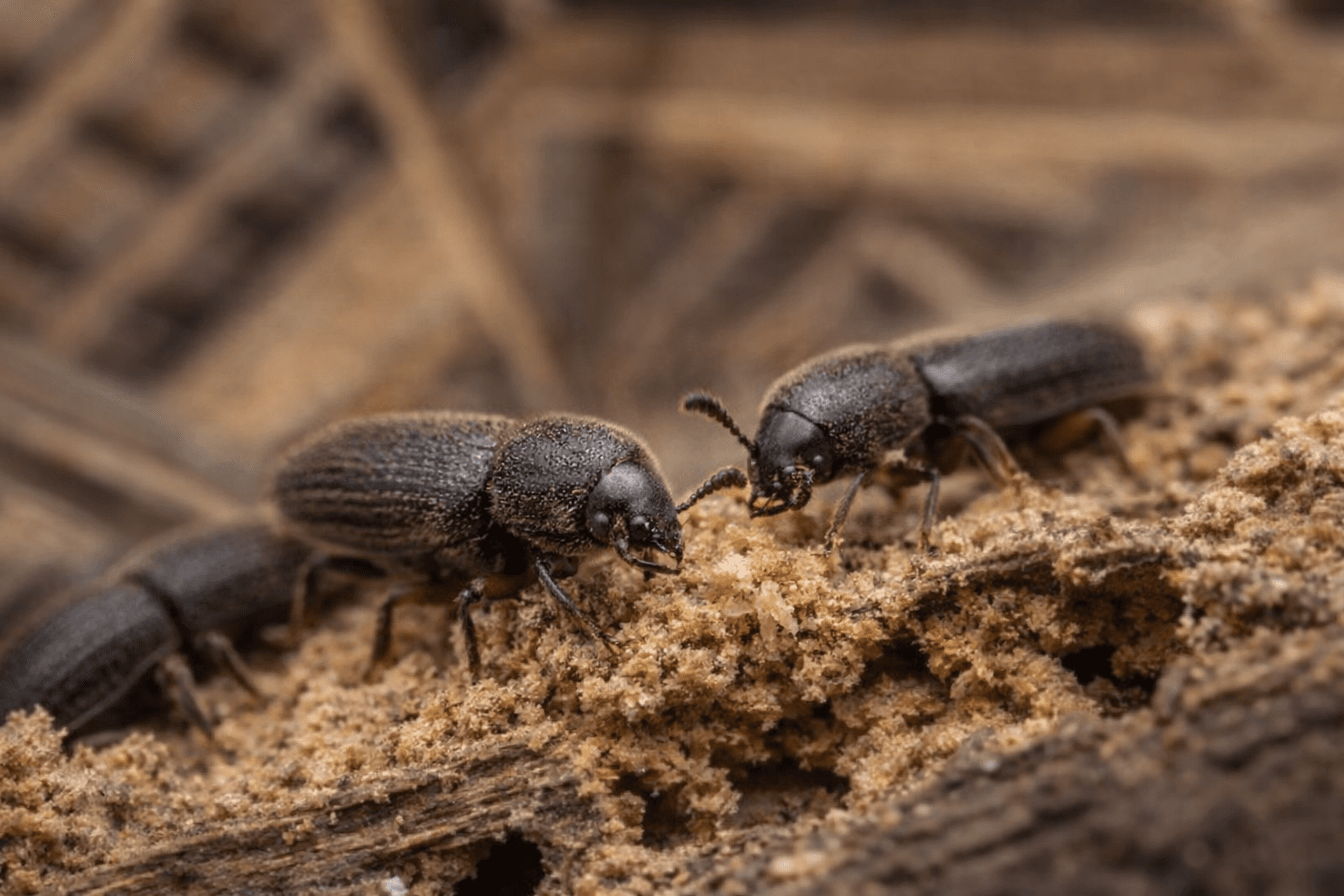 Traitement des xylophages