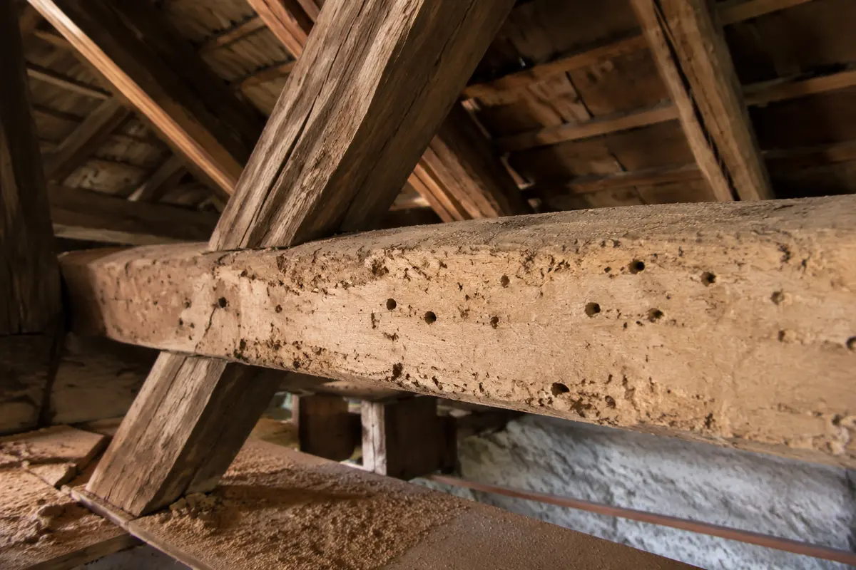 Capricorne dans ma charpente : que faire en urgence en Gironde ?