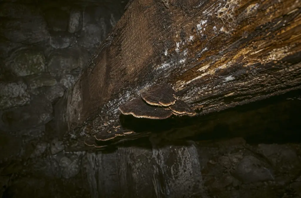 Coniophore des caves : reconnaître et traiter ce champignon destructeur du bois