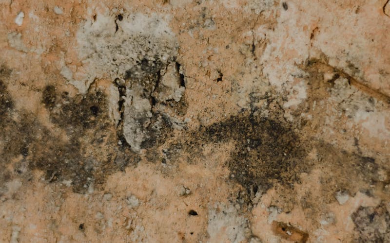 Mur humide et mérule dans une maison ancienne en Gironde