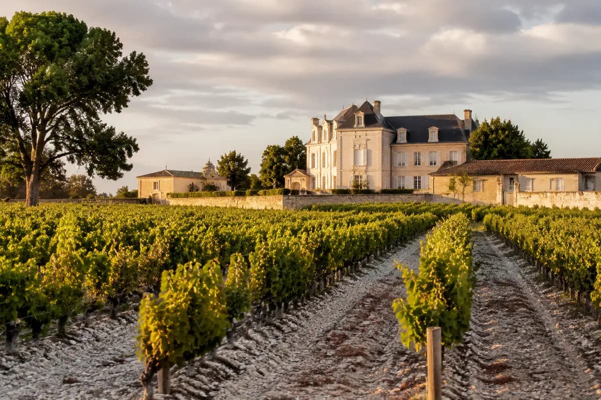 Traitement des termites à Saint-Estèphe (33180) : Médoc argilo-calcaire et grands crus classés