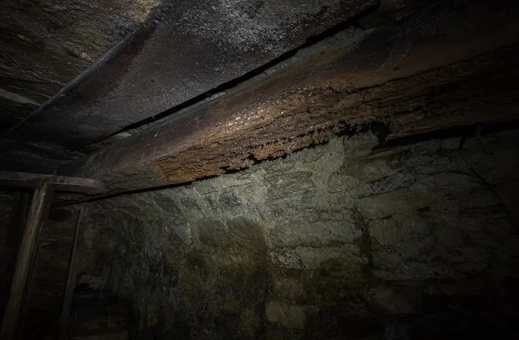 Termites en cave et sous-sol : risques spécifiques et solutions