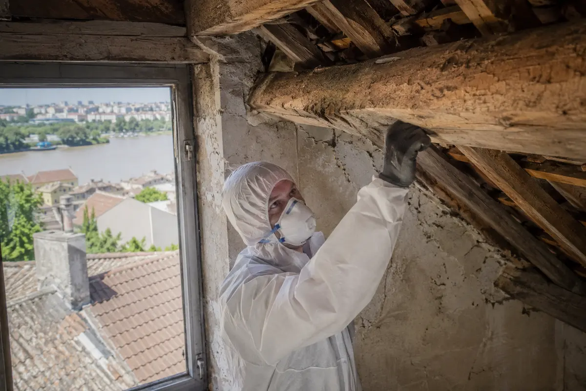 Traitement termites à Cenon (33150) : guide complet pour les propriétaires de la rive droite