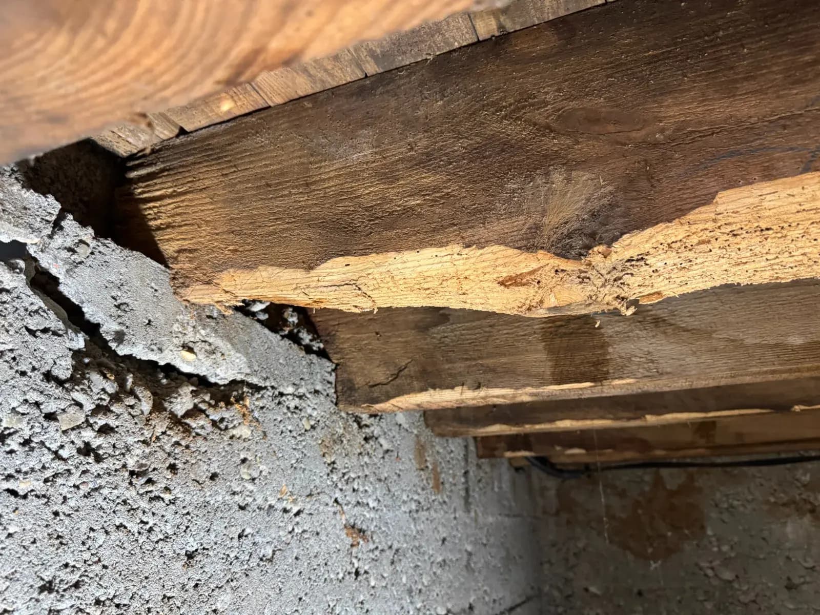 Solive de plancher bas à Blanquefort dont l'aubier est délité par une pourriture fibreuse