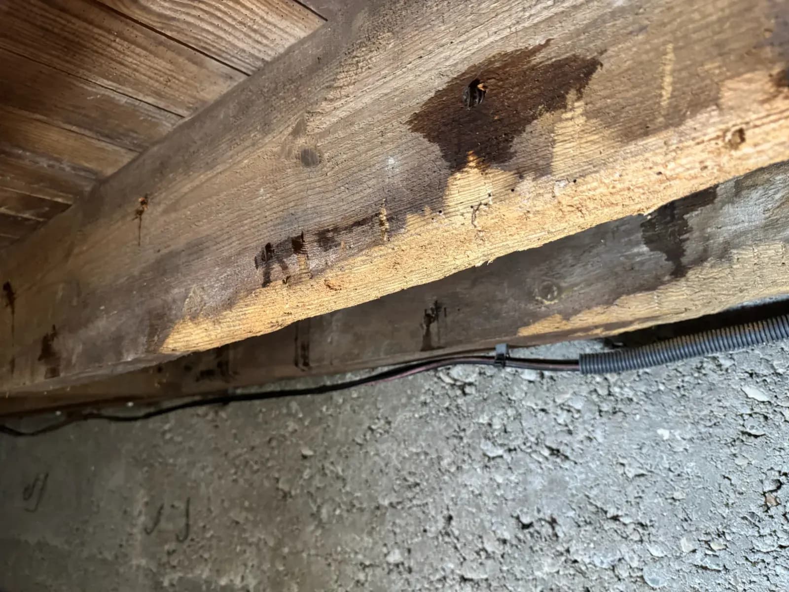 Solive traitée dans le vide sanitaire d'une maison de Blanquefort après bûchage et application du fongicide