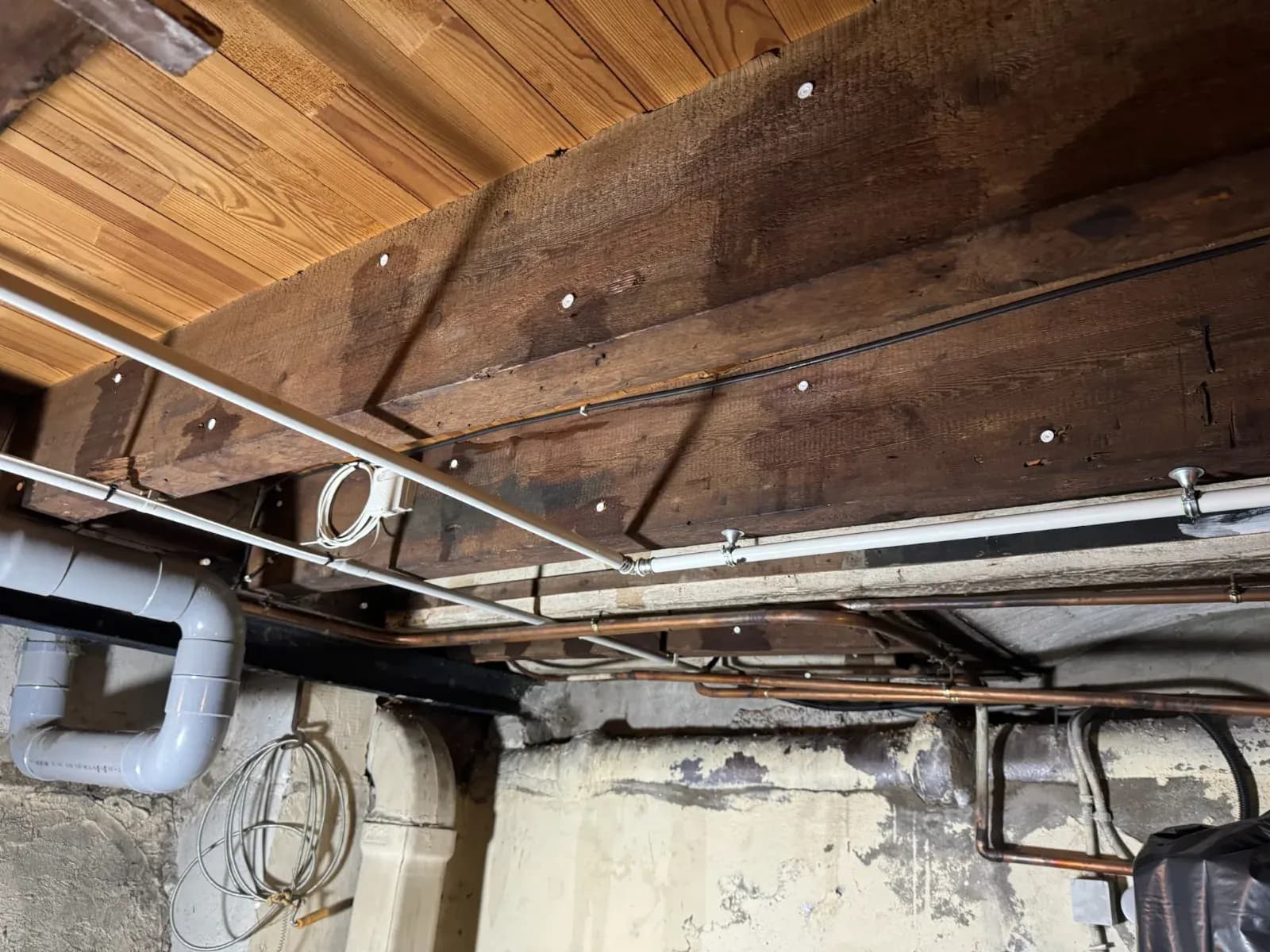 Termites dans le solivage d'une cave à Bordeaux : traitement curatif par injection des murs et des bois