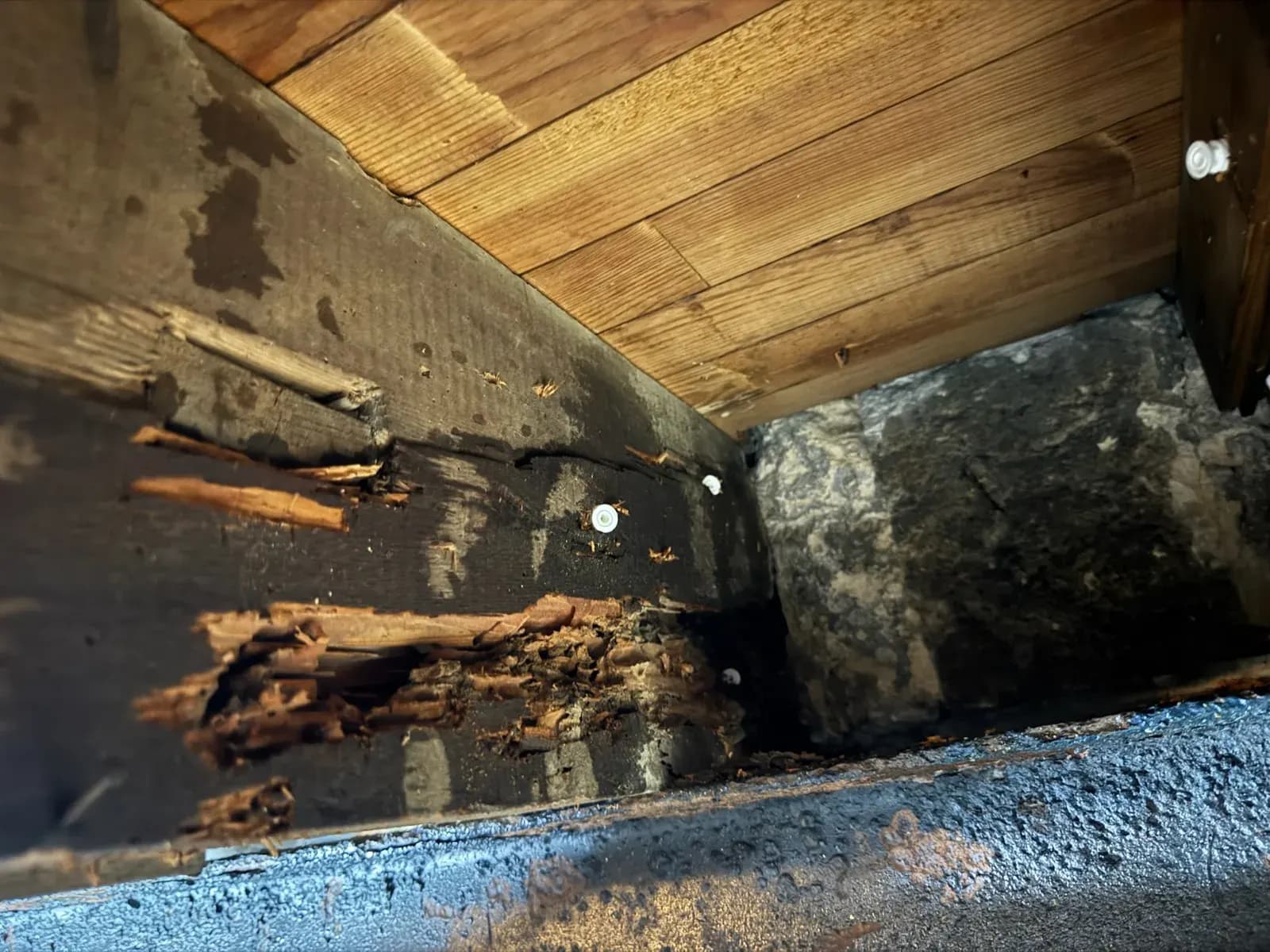 Poutre de cave délitée en lamelles par les termites souterrains dans une maison de ville de Bordeaux