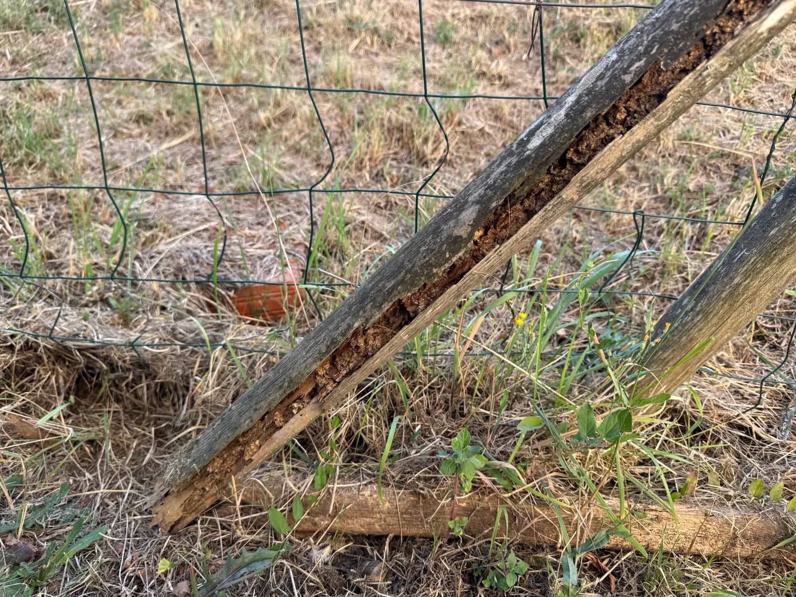 Galeries de termites sur un poteau bois et pose de pièges à Ayguemorte-les-Graves