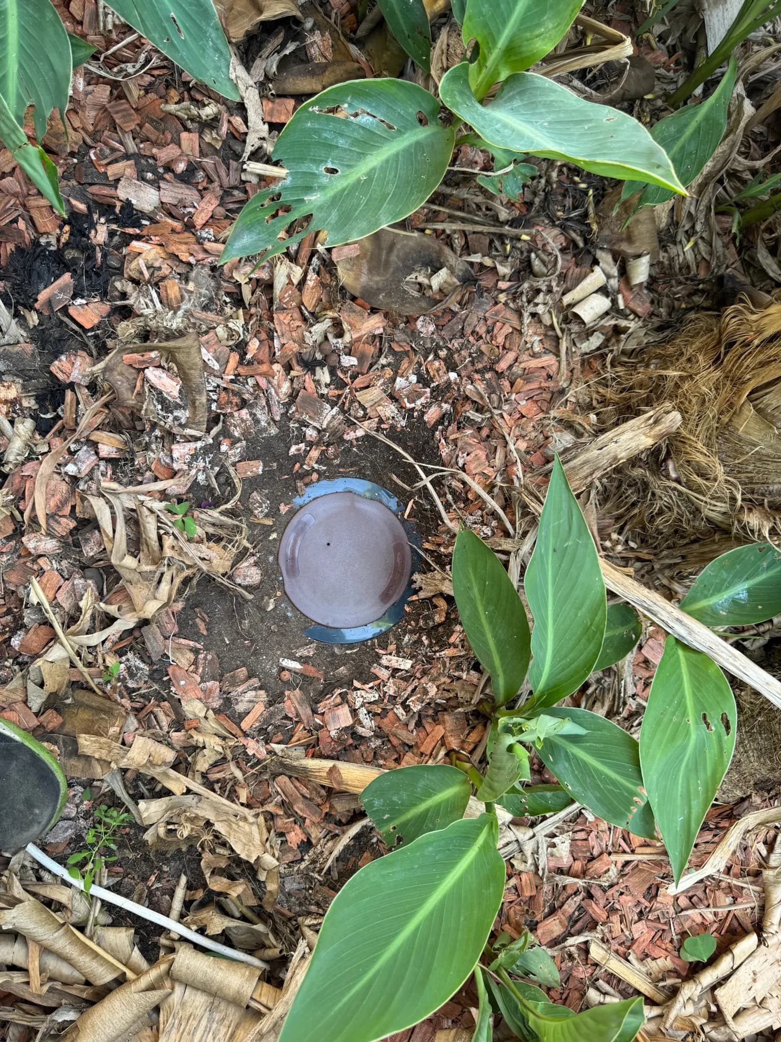 Station d'appâtage anti-termites enterrée dans un massif planté à Eysines