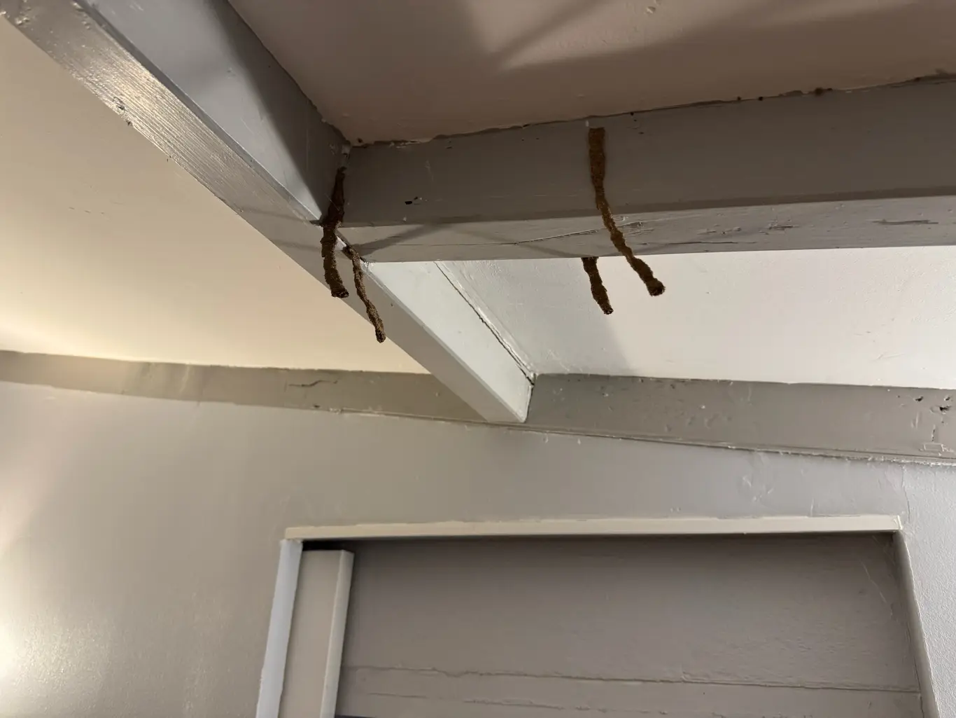 Cordons de boue construits par les termites le long d'une poutre à Louchats