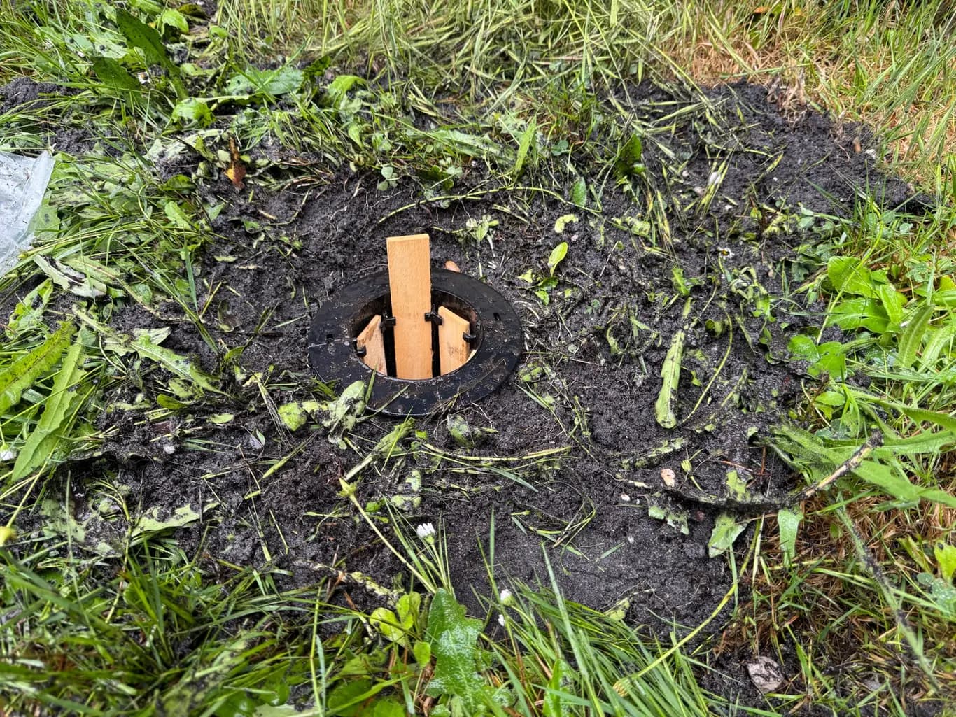 Station d'appâtage anti-termites enterrée avec son indicateur en bois dans un jardin à Mérignac