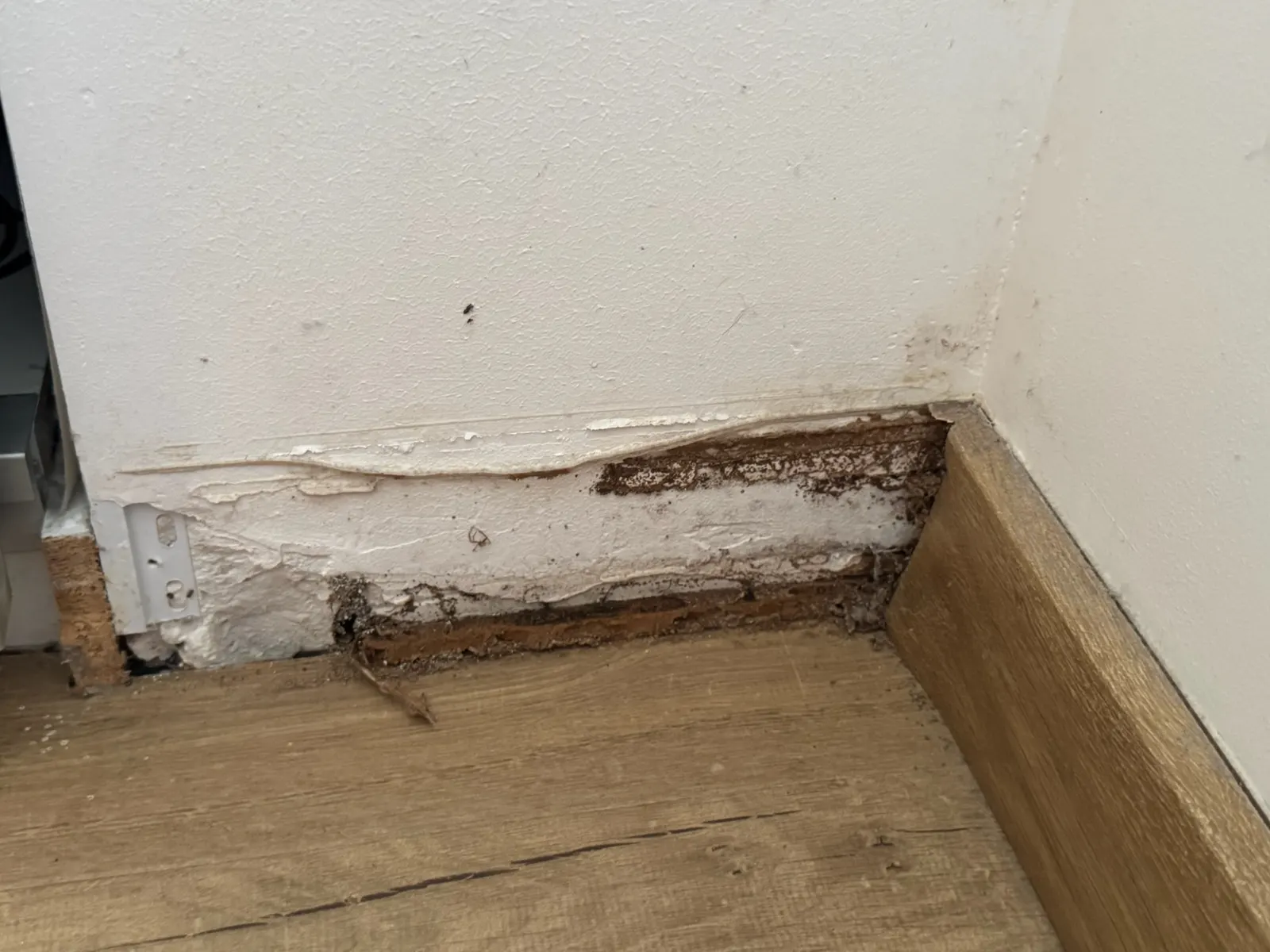 Galeries de termites chargées de terre découvertes derrière une plinthe dans une maison à Pessac