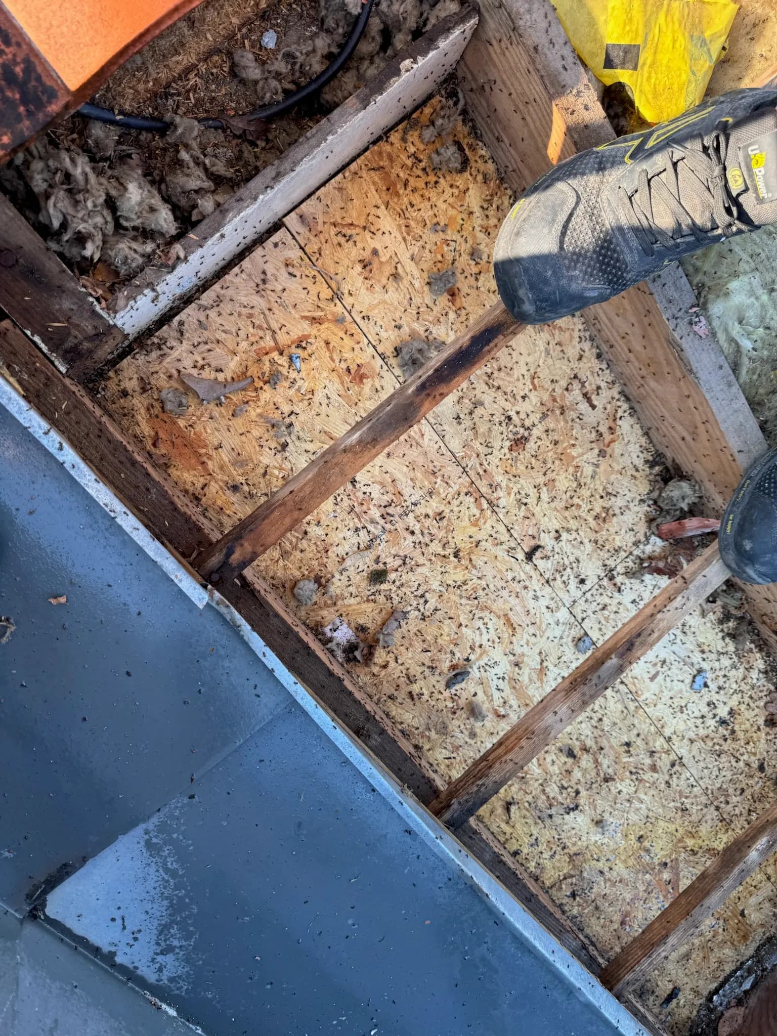 Plancher de combles recouvert d'une importante couche de sciure et de déjections d'insectes xylophages à Andernos-les-Bains