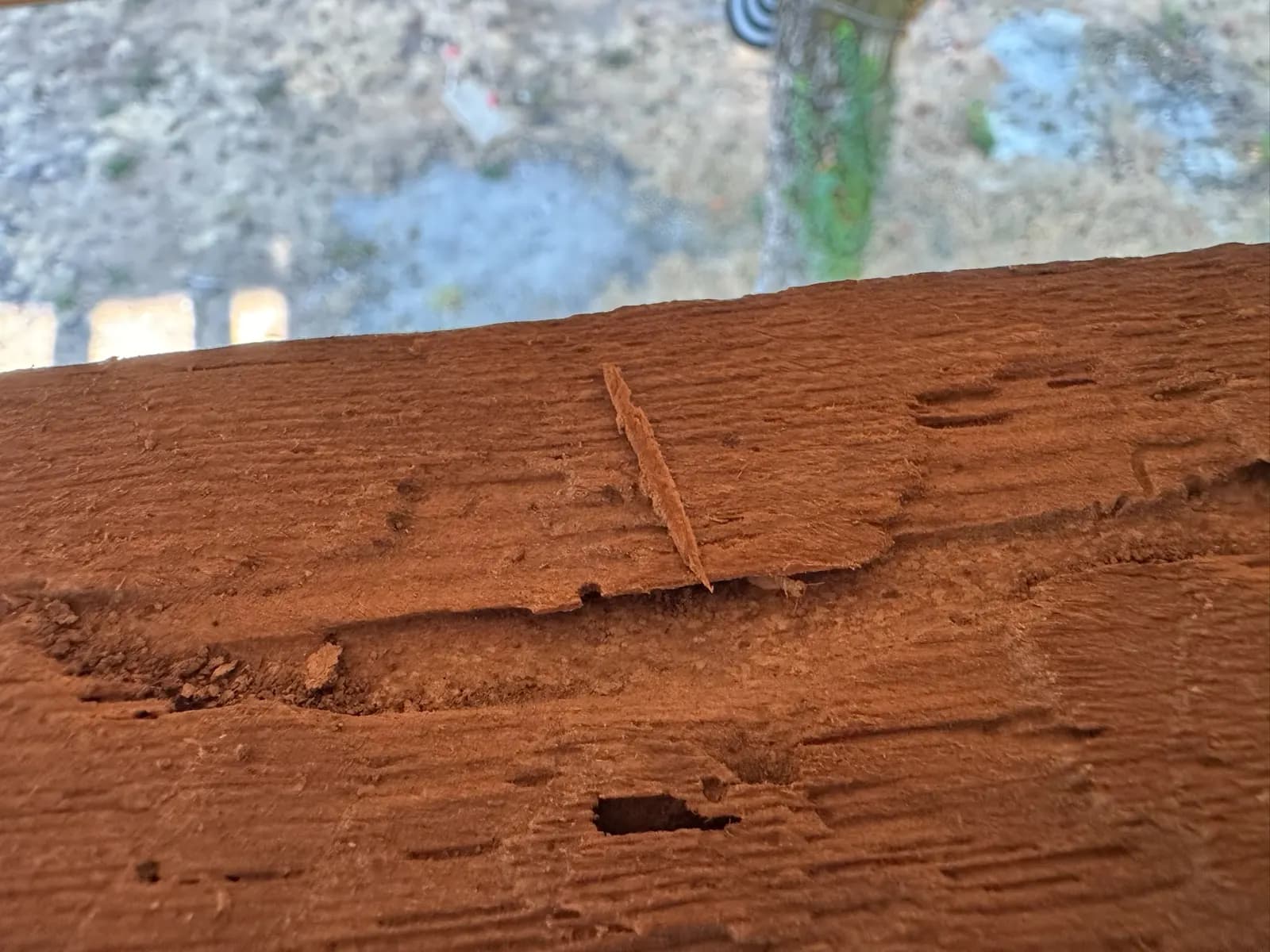 Traitement curatif de charpente et pose de pièges à termites en activité à Saint-Médard-en-Jalles