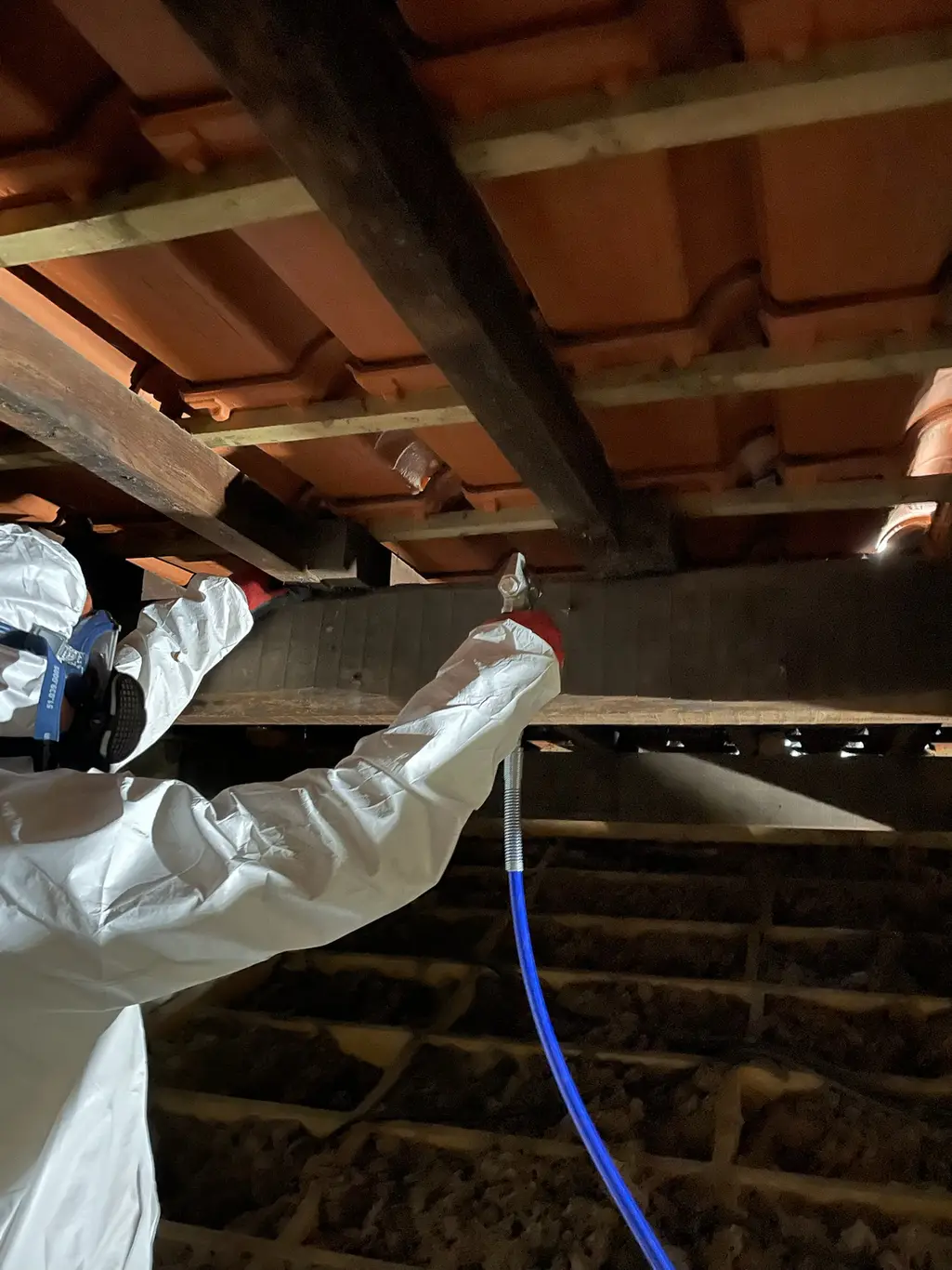 Traitement curatif d'une charpente infestée par les termites à Bordeaux