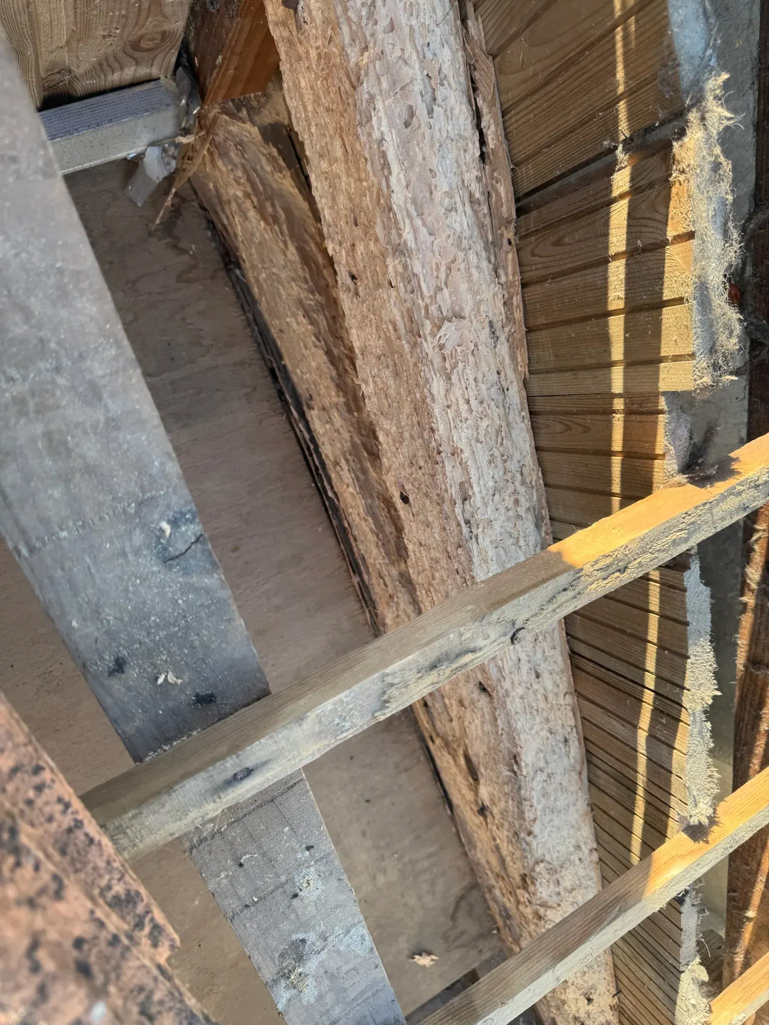 Bois de charpente rongé en surface par le capricorne des maisons à Bordeaux