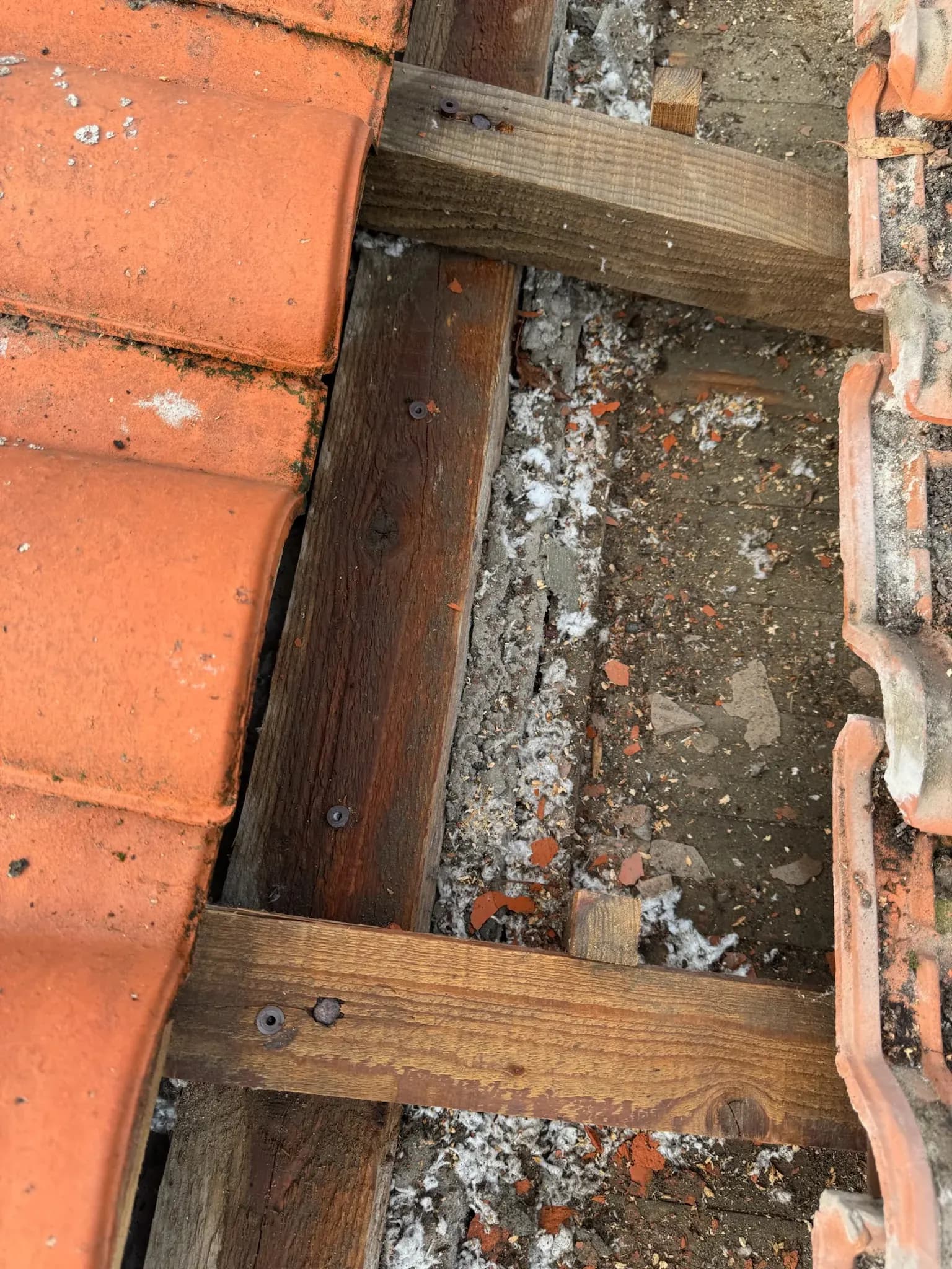 Sciure et débris de galeries de capricorne sur les liteaux d'une charpente à Gujan-Mestras