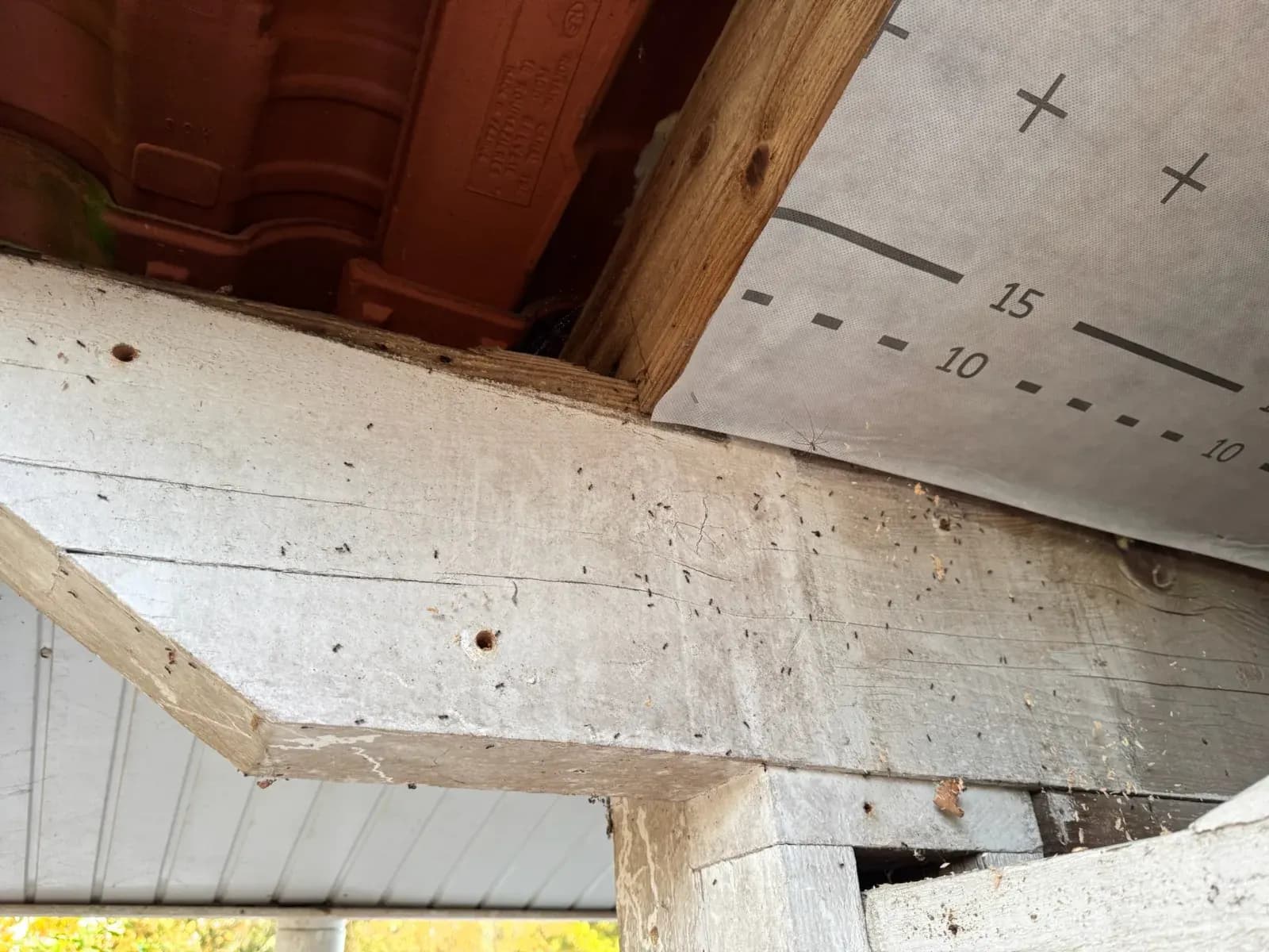 Poutre de charpente percée de trous de sortie de capricornes et vermoulure, maison à Lugos