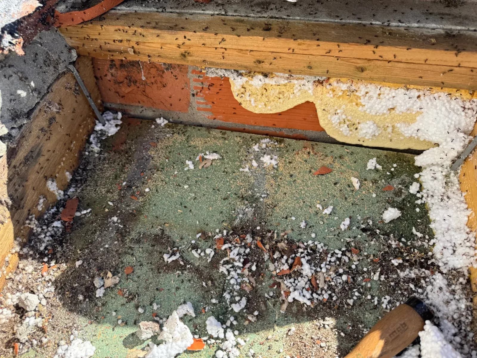 Fourmis charpentières circulant en nombre sur les bois de toiture et l'isolant d'une maison à Bègles