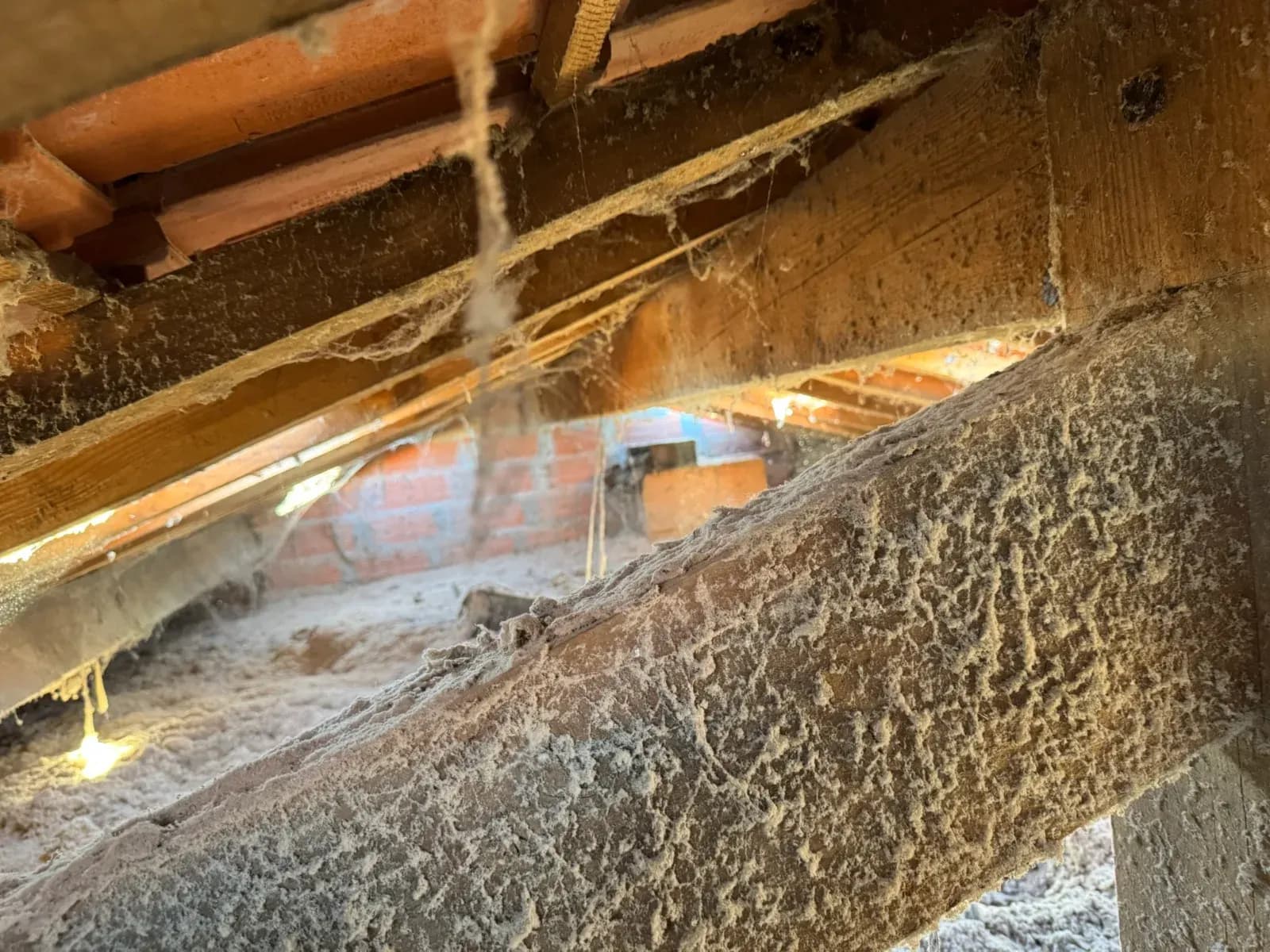 Solive empoussiérée et toiles d'araignées dans les combles d'une maison à Martillac avant brossage