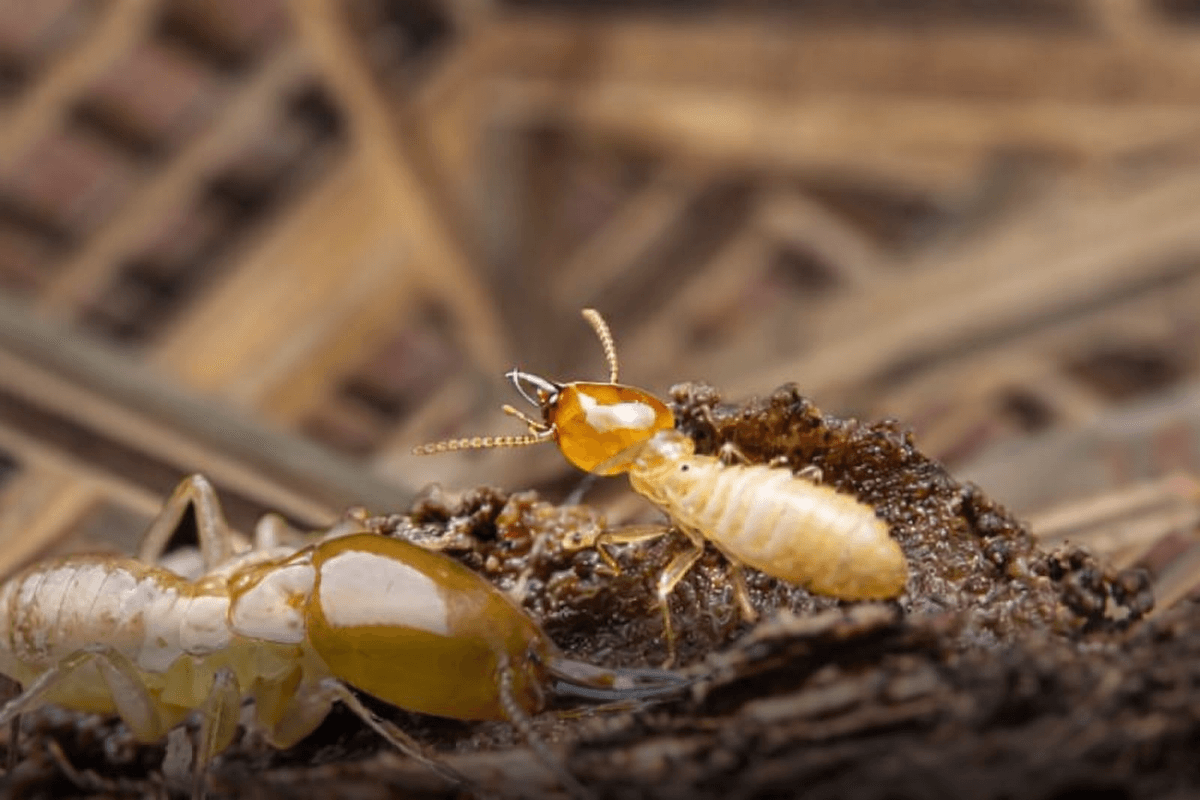 Traitement termites